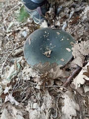 Heterophyllidia