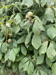 Aesculus hippocastanum