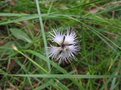 Dianthus hyssopifolius