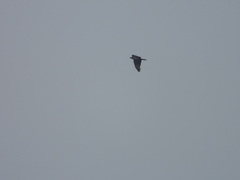 Pernis ptilorhynchus