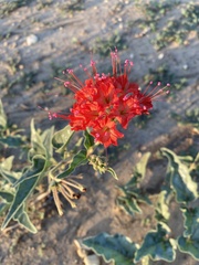 Nyctaginia capitata