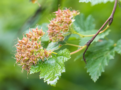 Physocarpus