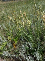 Oxytropis hippolyti