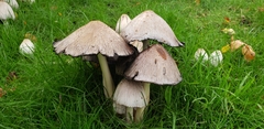 Coprinopsis atramentaria
