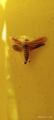 Cicadomorpha