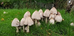 Coprinopsis atramentaria