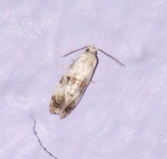 Cochylina