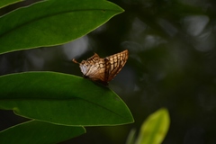 Consul excellens genini