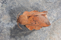 Phyllodesma tremulifolia