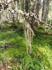 Usnea dasopoga