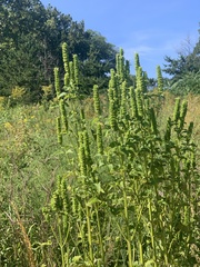 Agastache nepetoides