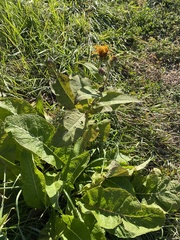 Inula helenium