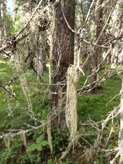 Usnea dasopoga