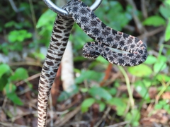 Sistrurus miliarius barbouri