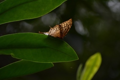 Consul excellens genini