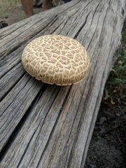 Neolentinus ponderosus