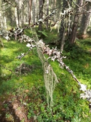Usnea dasopoga