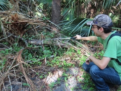 Sistrurus miliarius barbouri