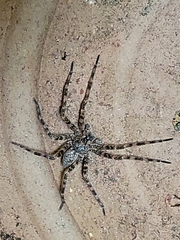 Dolomedes tenebrosus