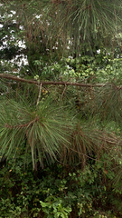Pinus taeda