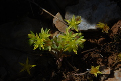 Sedum praesidis