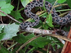 Sistrurus miliarius barbouri