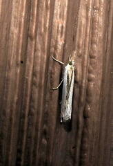 Crambus leachellus