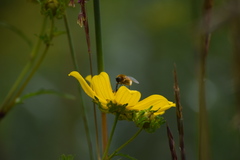 Sparnopolius confusus