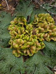 Arctopus monacanthus