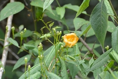 Ipomoea aurantiaca