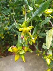 Hypericum prolificum
