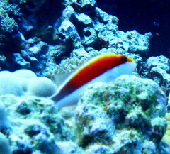 Paracirrhites forsteri