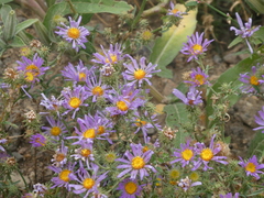 Dieteria canescens