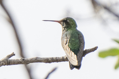 Chlorostilbon lucidus