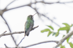 Chlorostilbon lucidus