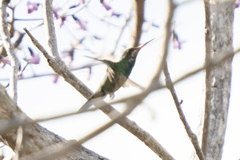 Chlorostilbon lucidus