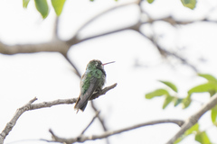 Chlorostilbon lucidus