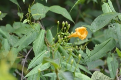 Ipomoea aurantiaca