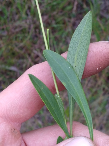 Image of Solidago pulchra by (c) Scott Ward, some rights reserved (CC BY)