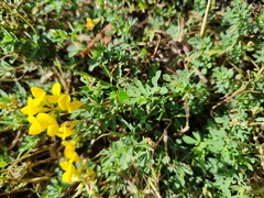 Lotus corniculatus