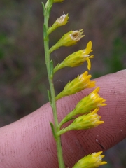 Solidago pulchra