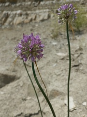 Allium cretaceum