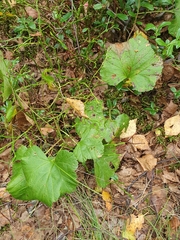 Rubus chamaemorus