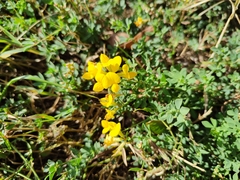 Lotus corniculatus