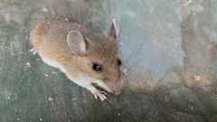 Peromyscus leucopus