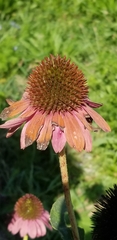 Echinacea purpurea