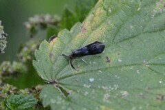 Mystacides azureus
