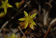 Sedum praesidis