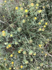 Grindelia