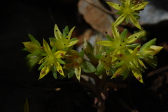 Sedum praesidis